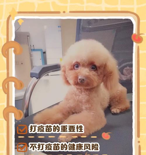 泰迪打疫苗需要要多少钱？打疫苗前后需要注意些什么？