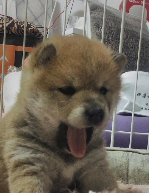 刚满月柴犬的正常体重是要多少？怎么确保柴犬健康成长？