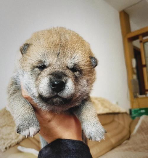 刚满月柴犬的正常体重是要多少？怎么确保柴犬健康成长？