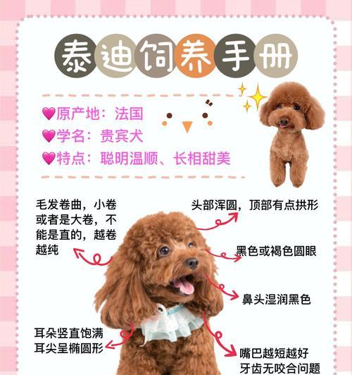 泰迪跑几十公里要多少钱啊？怎么训练泰迪跑更远的距离？