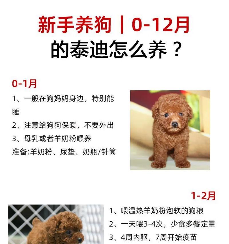 泰迪跑几十公里要多少钱啊？怎么训练泰迪跑更远的距离？