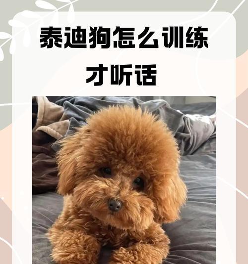 泰迪跑几十公里要多少钱啊？怎么训练泰迪跑更远的距离？