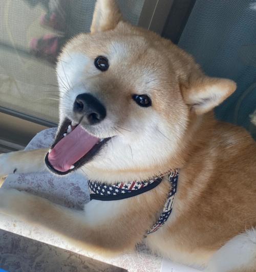 柴犬成年时体重能达到要多少斤？怎么控制柴犬的体重？