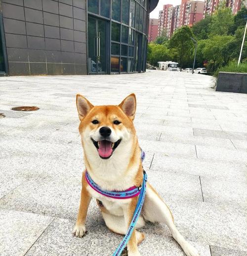 柴犬成年时体重能达到要多少斤？怎么控制柴犬的体重？
