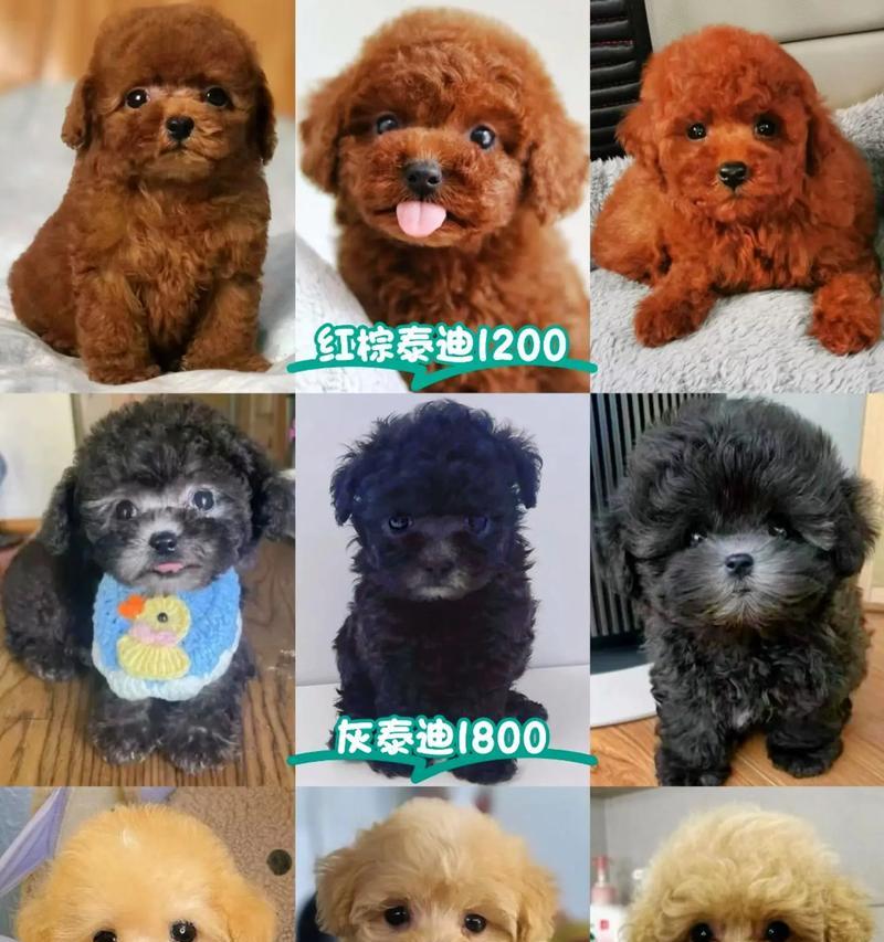 盘锦泰迪送养需要要多少钱？一只泰迪的送养费用是要多少？
