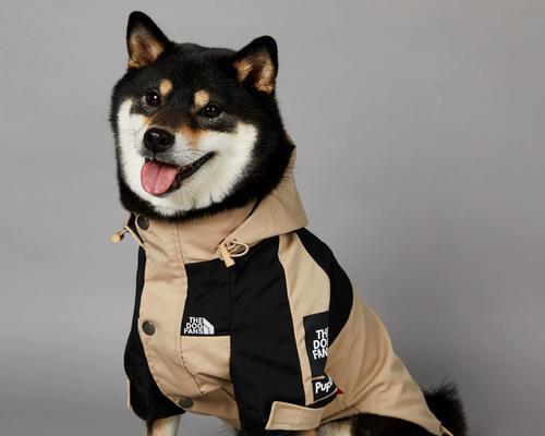 柴犬的防风外套要多少钱一件？