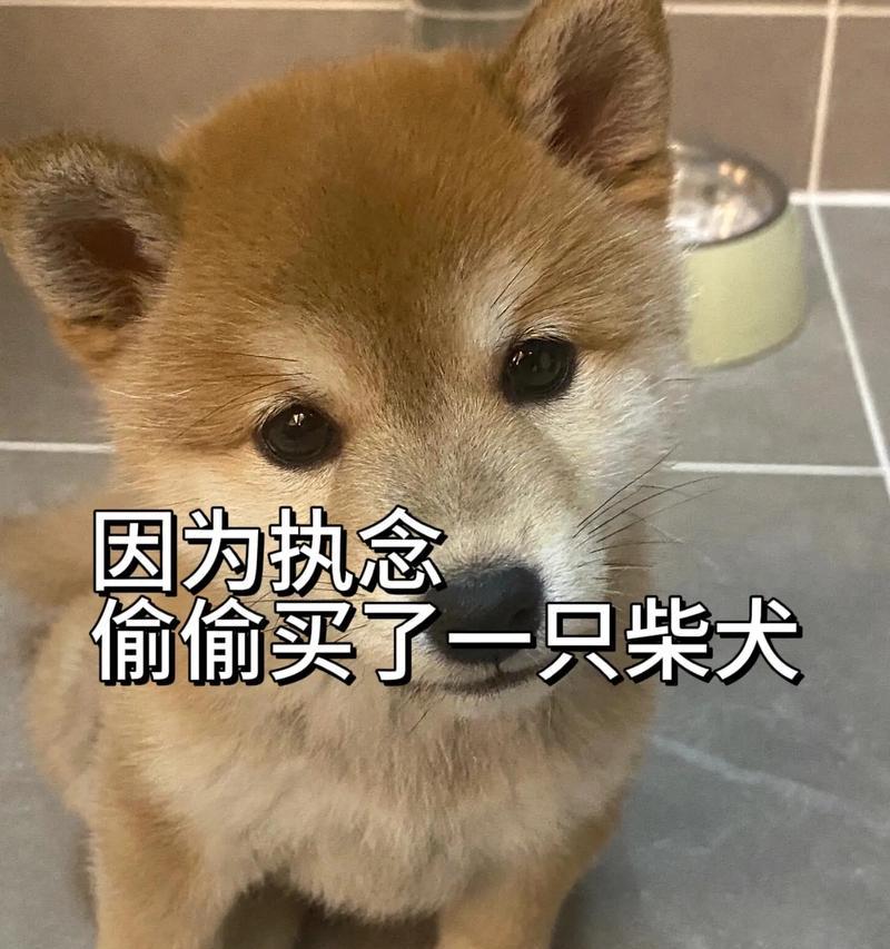 大柴犬的价格是要多少元一只？