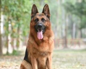 纯黑德牧纯种幼犬价格是多少？购买时应该注意哪些问题？