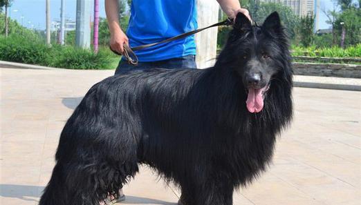 纯黑德牧纯种幼犬价格是多少？购买时应该注意哪些问题？
