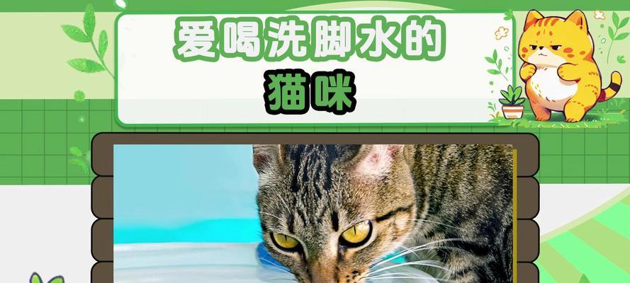  猫咪误饮猫粮洗脚水怎么办？紧急处理方法和预防措施是什么？