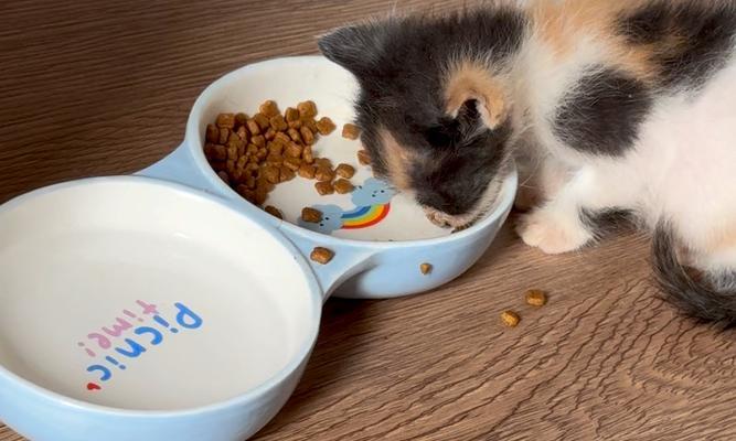 一个多月大的猫咪适合哪种猫粮？如何选择合适的品牌？