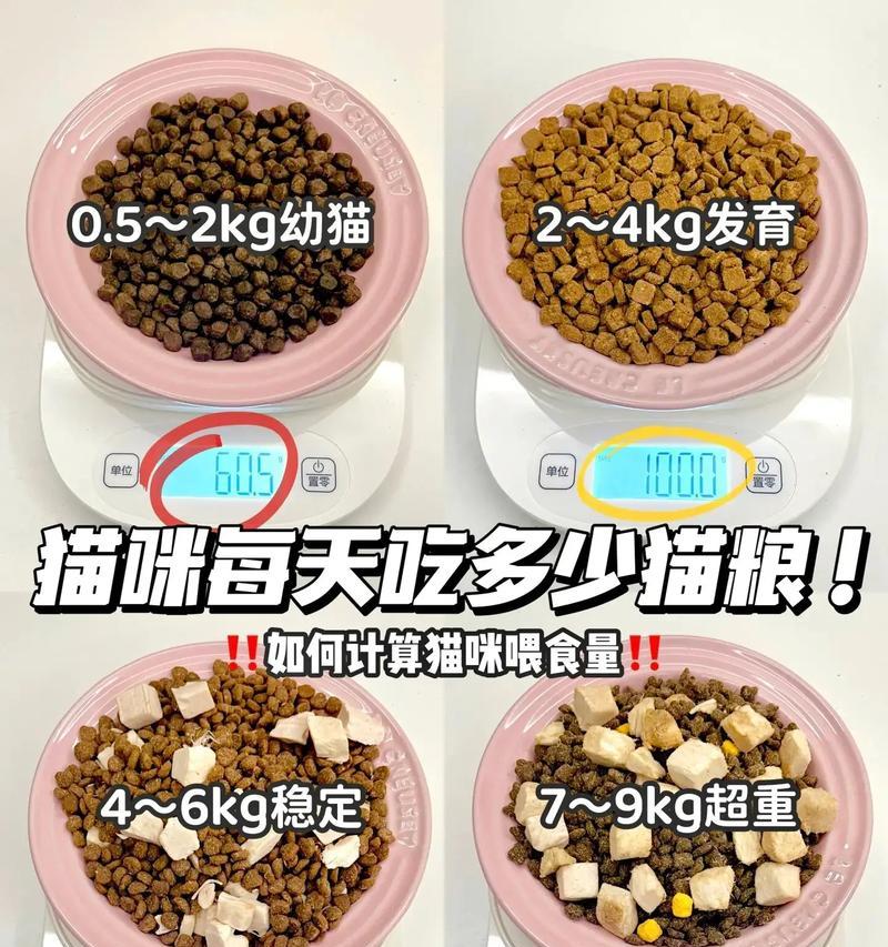 幼猫针管喂猫粮的方法是什么？操作步骤详解？