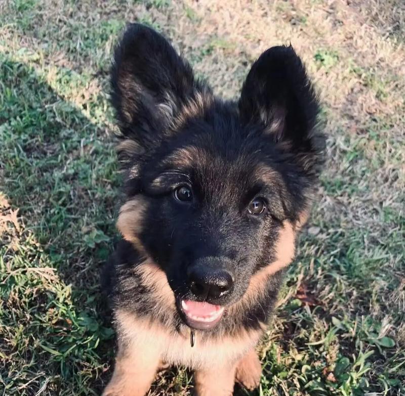 正规犬舍德牧幼犬的价格是多少？购买时需要注意哪些事项？