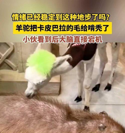 羊驼夹忌是什么意思？遇到问题该如何解决？