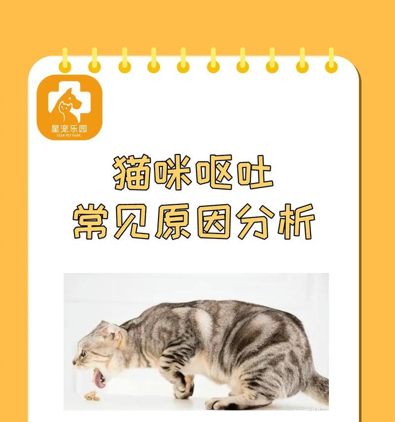 猫咪不爱吃猫粮怎么办？有效解决方法有哪些？