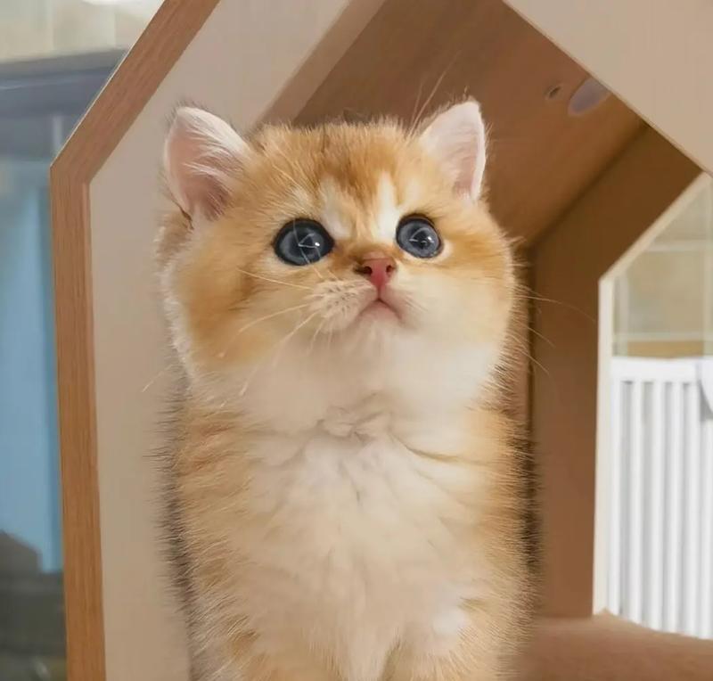 四个月大的金渐层猫咪应该吃什么猫粮？适合幼猫的猫粮品牌有哪些推荐？