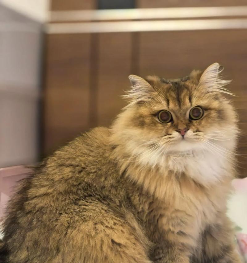 四个月大的金渐层猫咪应该吃什么猫粮？适合幼猫的猫粮品牌有哪些推荐？