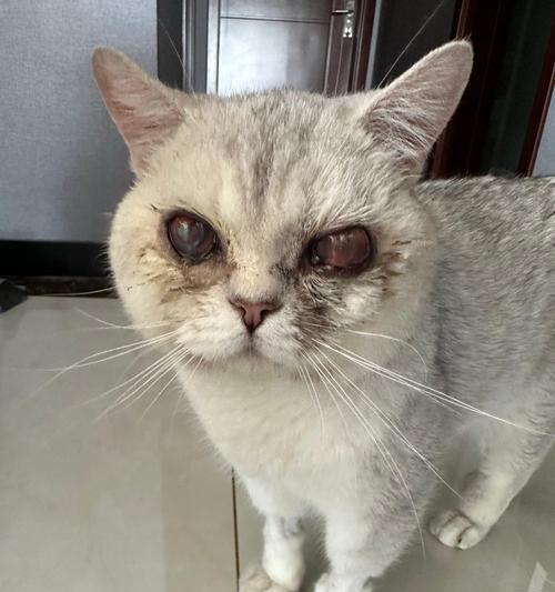 流浪猫流泪时吃猫粮是否有益？如何正确喂养流泪的流浪猫？