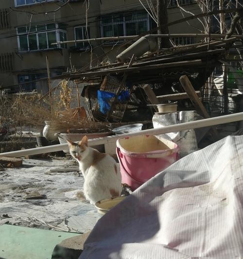 流浪猫流泪时吃猫粮是否有益？如何正确喂养流泪的流浪猫？