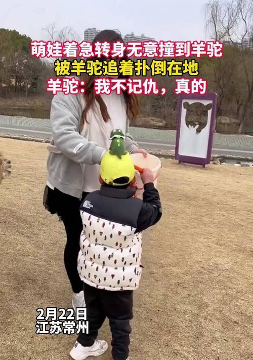 小朋友头部被羊驼撞击后应该怎么办？紧急处理和后续注意事项是什么？
