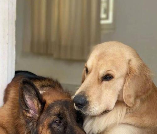 德牧和金毛谁更稳重？比较两种犬种的性格特点