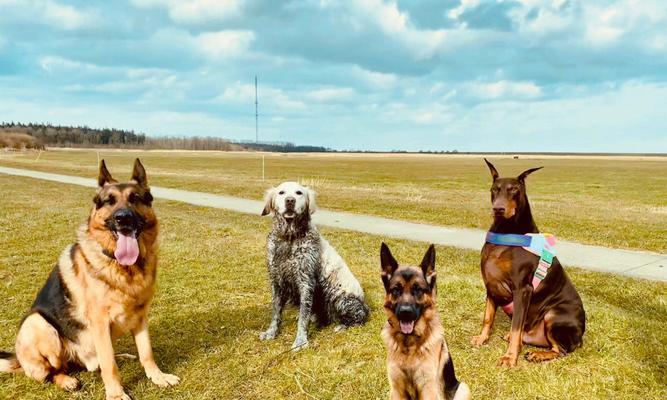 德牧和金毛谁更稳重？比较两种犬种的性格特点