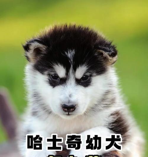 哈士奇回忆录纪录片观看地址是什么？百度云资源如何获取？