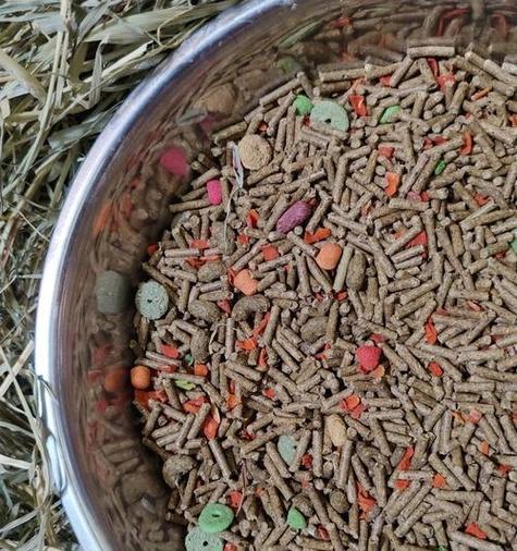 龙猫的营养粮食选择指南：什么粮好吃又健康？