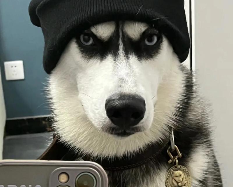 哈士奇水枪呲头像特点是什么？如何选择合适的头像？