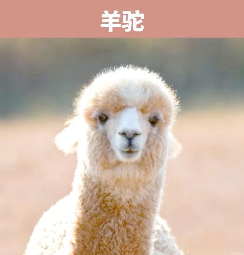 羊驼适合笼养吗？探讨在笼子里养羊驼的原因和利弊？