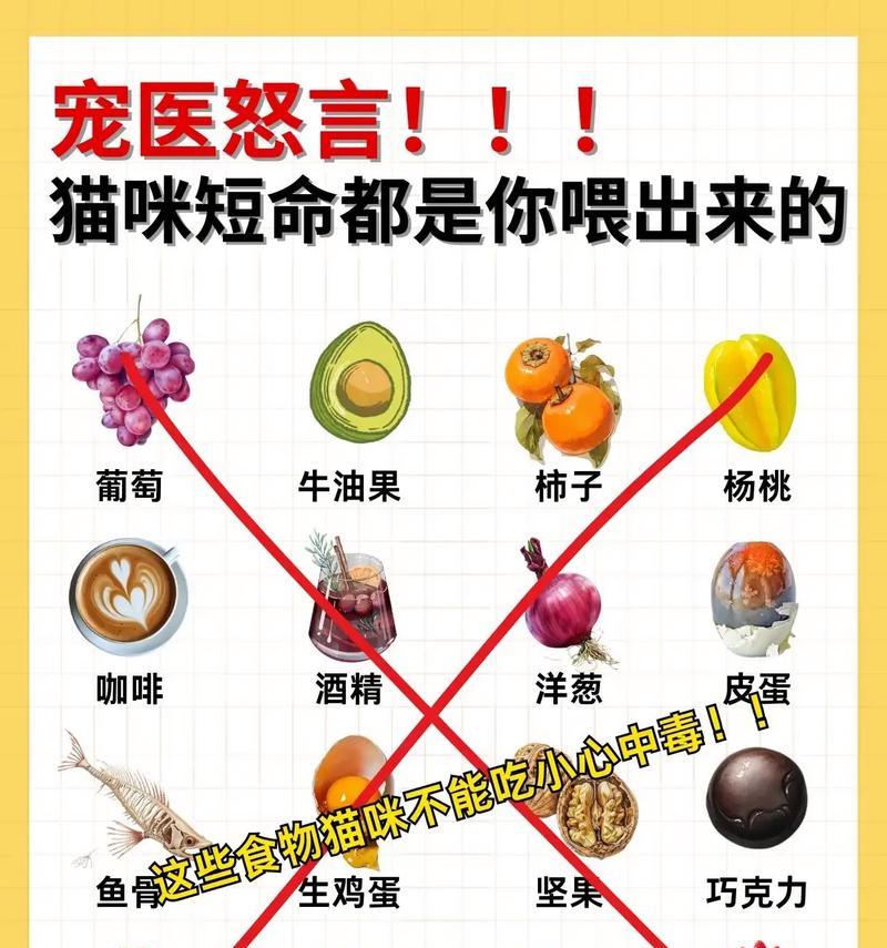 猫咪不吃猫粮还能吃什么？有哪些替代食物？