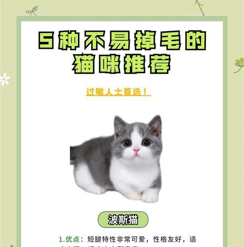 绝育后猫咪食欲不振怎么办？长毛猫猫粮推荐以促进爆毛？