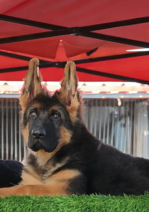 云南德牧长毛幼犬市场行情如何？
