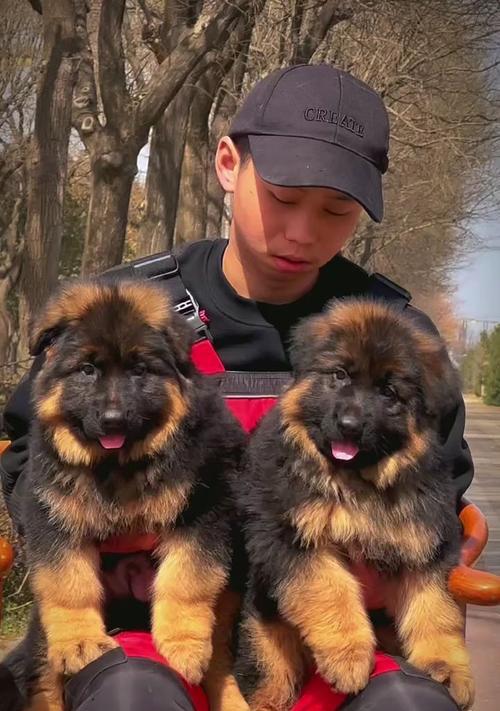 云南德牧长毛幼犬市场行情如何？
