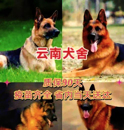 云南德牧长毛幼犬市场行情如何？