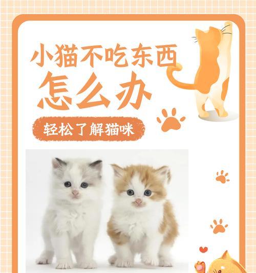 猫咪食欲不振怎么办？猫粮不吃了如何应对？