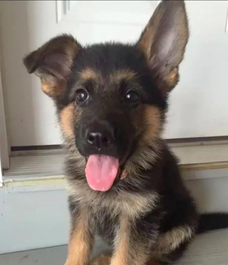 德牧幼犬在汕头的饲养条件是什么？购买和养犬成本大概多少？