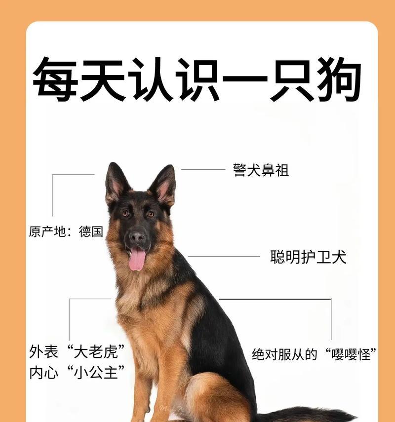 德牧幼犬在汕头的饲养条件是什么？购买和养犬成本大概多少？