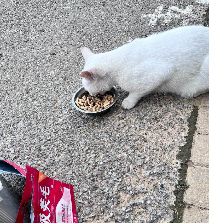 流浪猫突然不吃猫粮了怎么办？如何找出原因并解决？