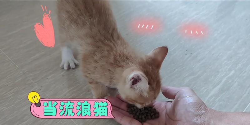  如何防止流浪猫偷吃家中的猫粮？有效方法有哪些？