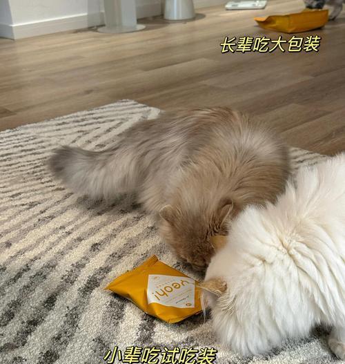  如何防止流浪猫偷吃家中的猫粮？有效方法有哪些？