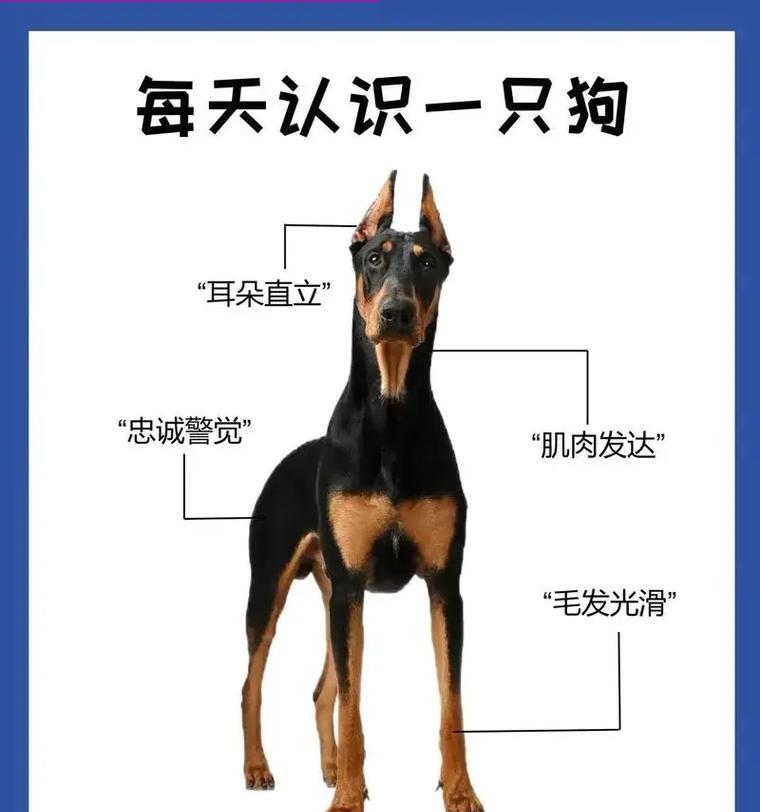三个月大的杜宾犬消化最好的狗粮是什么？选择合适狗粮的技巧有哪些？