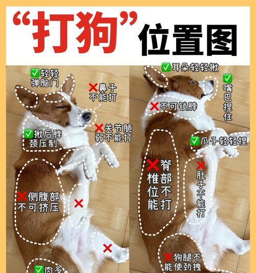 羊驼疫苗接种部位在哪里？正确接种方法是什么？