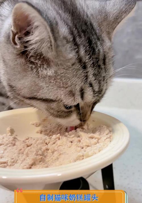 自制奶糕猫粮罐头牛肉的步骤是什么？制作过程中应该注意哪些事项？