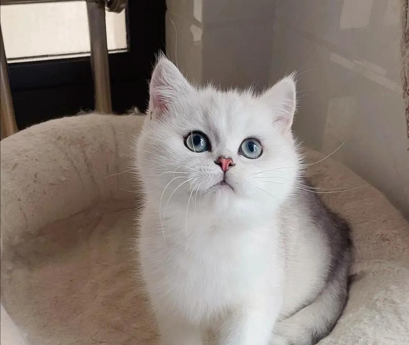 绝育后银渐层公猫猫粮推荐？哪些品牌更合适？