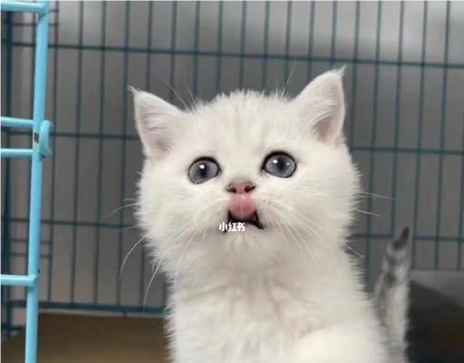 绝育后银渐层公猫猫粮推荐？哪些品牌更合适？
