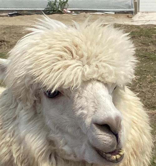 羊驼出生时的外观特征是什么？刚出生的小羊驼有哪些独特之处？