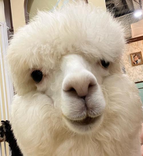 羊驼出生时的外观特征是什么？刚出生的小羊驼有哪些独特之处？