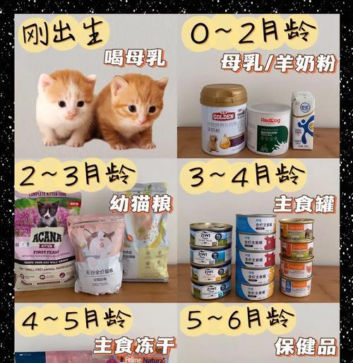 小奶猫没有猫粮时应该用什么喂养？替代食物有哪些？
