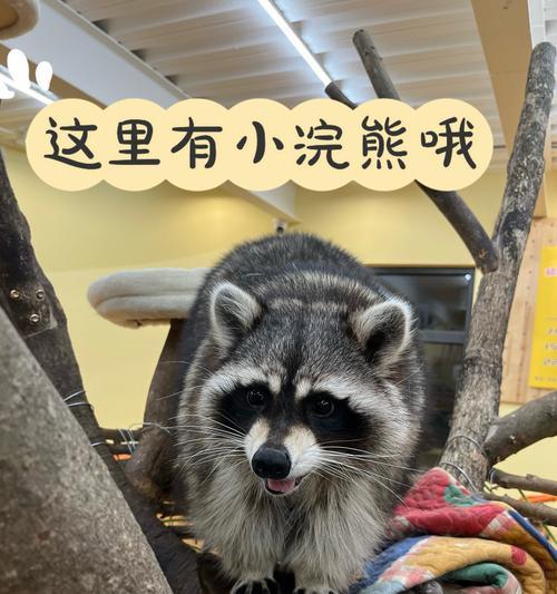小浣熊饮食禁忌有哪些？猫粮为何不适合它们？